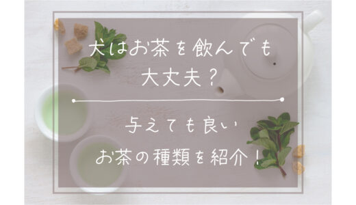 犬はお茶を飲んでも大丈夫？与えても良いお茶の種類を紹介！